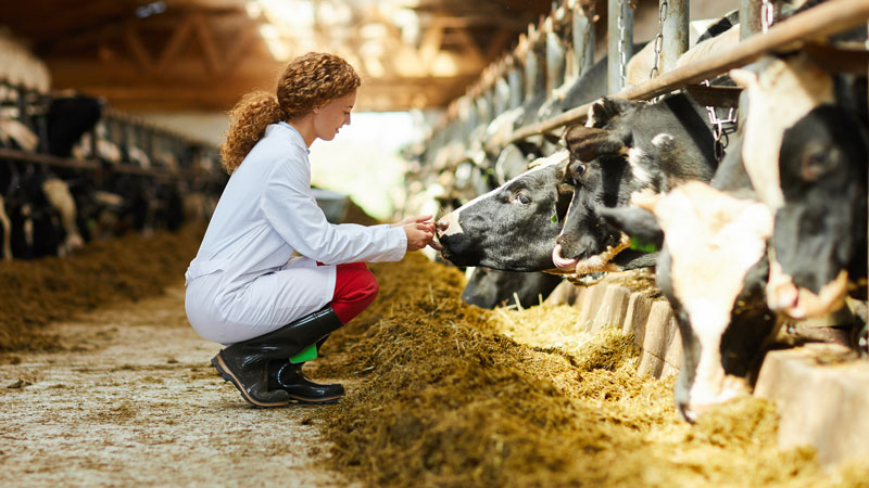 El sector de la salud animal mejora el bienestar animal